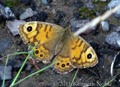 wall brown (Lasiommata megera) Kenneth Noble